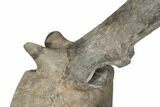 Hadrosaur (Hypacrosaur) Caudal Vertebra with Stand - Montana #192743-7